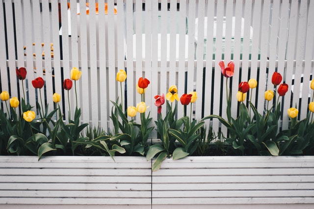 plot, tulipány